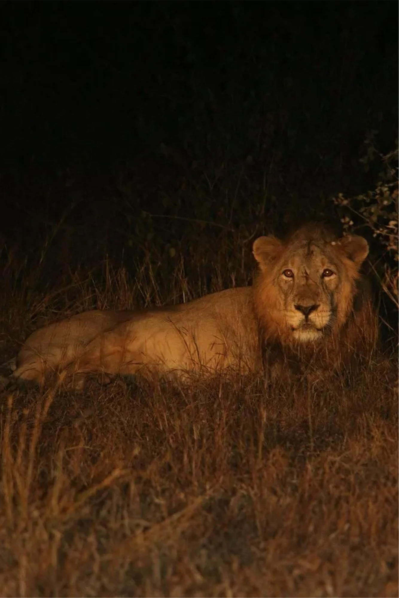 Sasan Gir Lion Safari